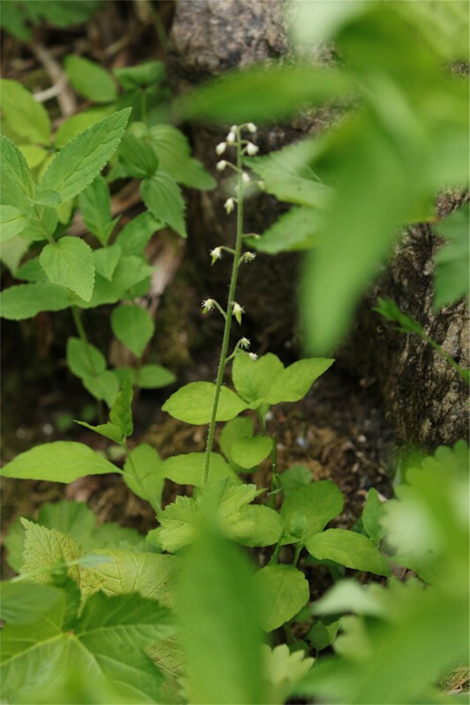 f:id:Jiroviolet:20180726224743j:image