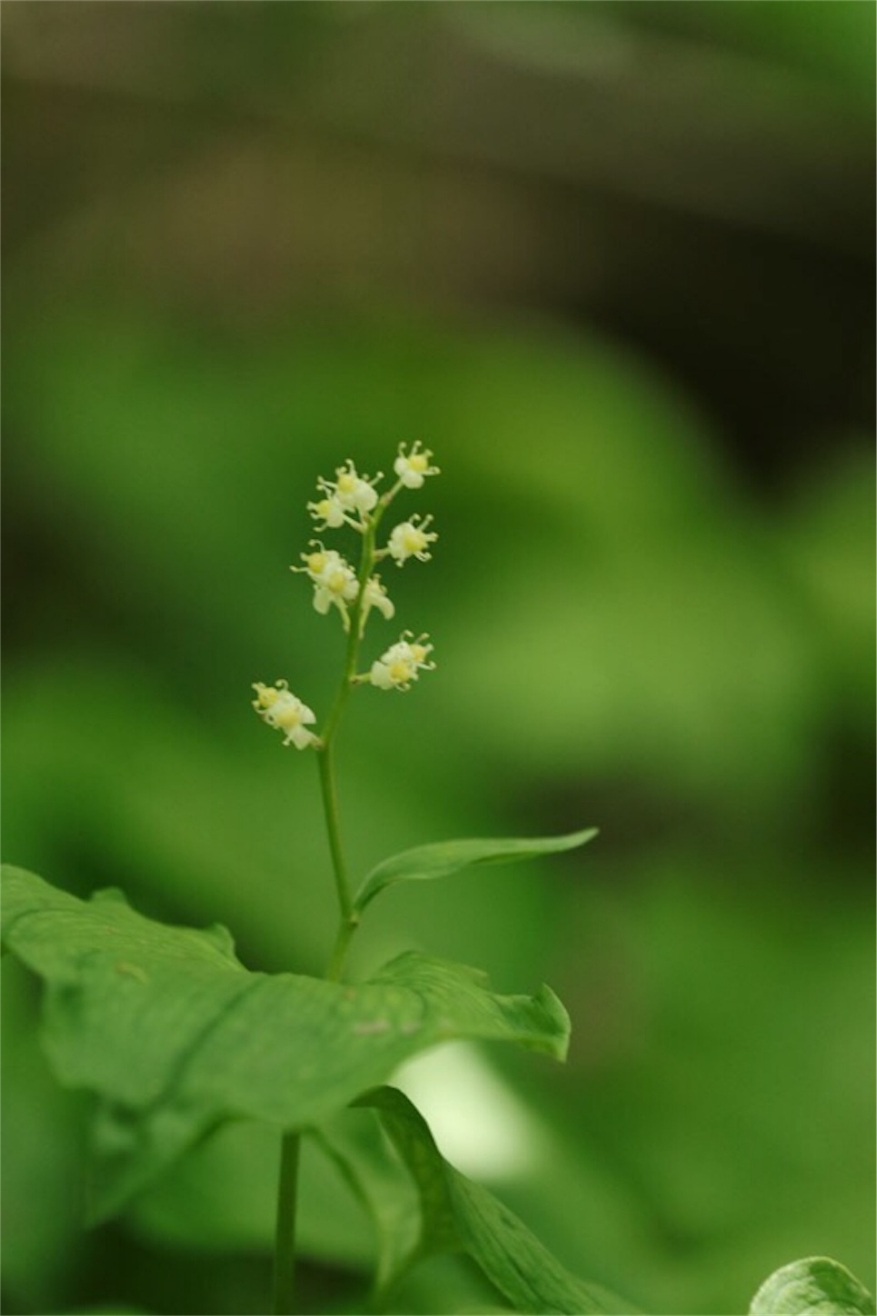 f:id:Jiroviolet:20180726224838j:image
