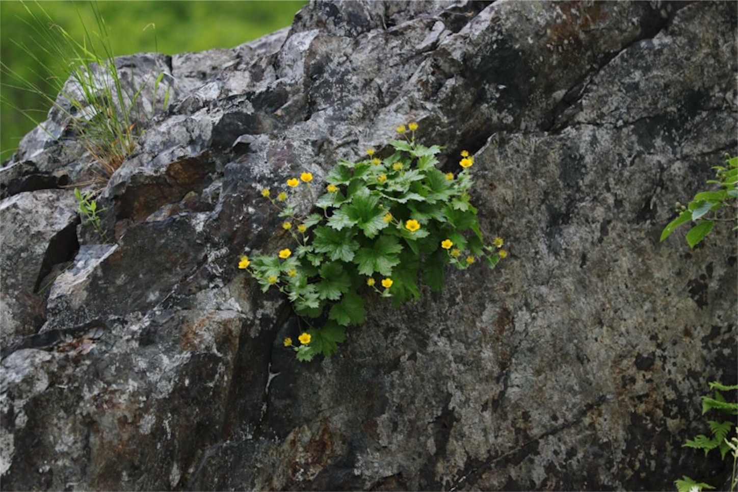 f:id:Jiroviolet:20180726225007j:image