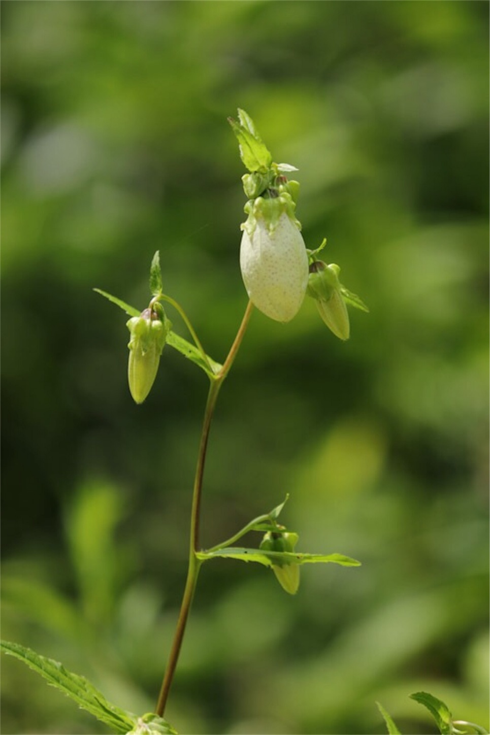 f:id:Jiroviolet:20180726225127j:image