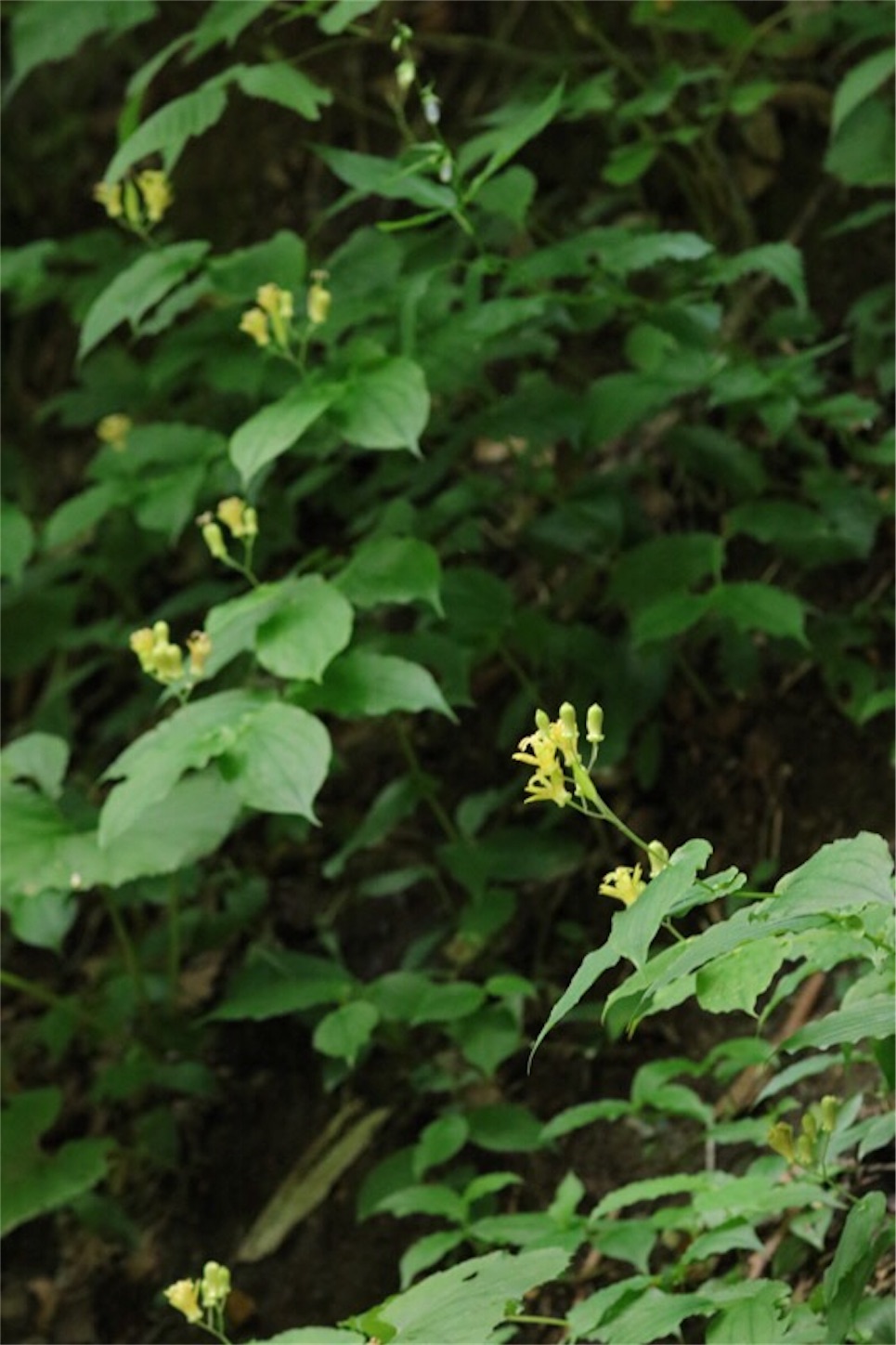 f:id:Jiroviolet:20180726230456j:image