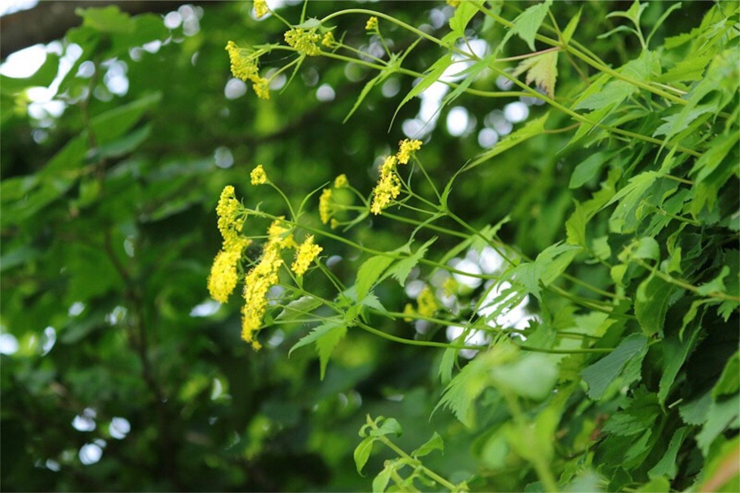 f:id:Jiroviolet:20180727192753j:image