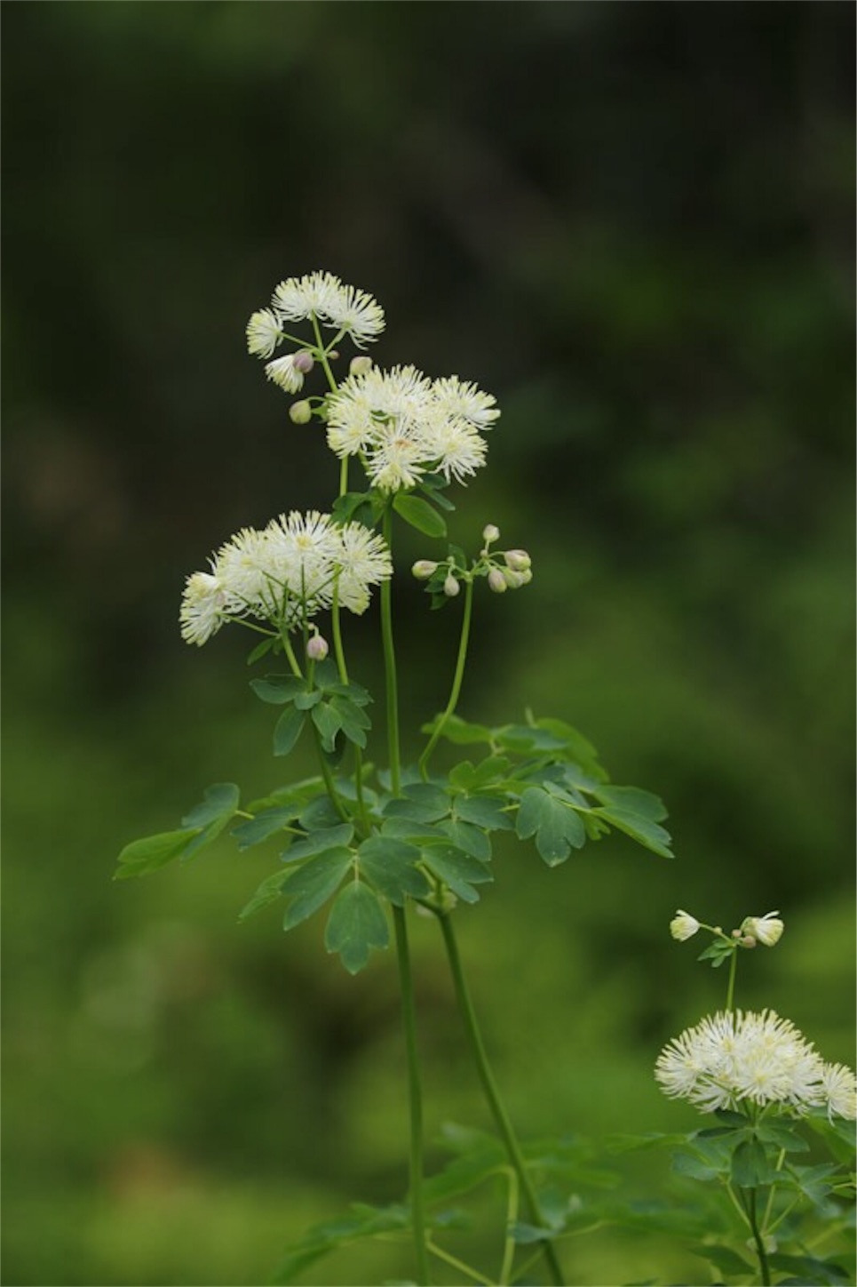 f:id:Jiroviolet:20180728202640j:image