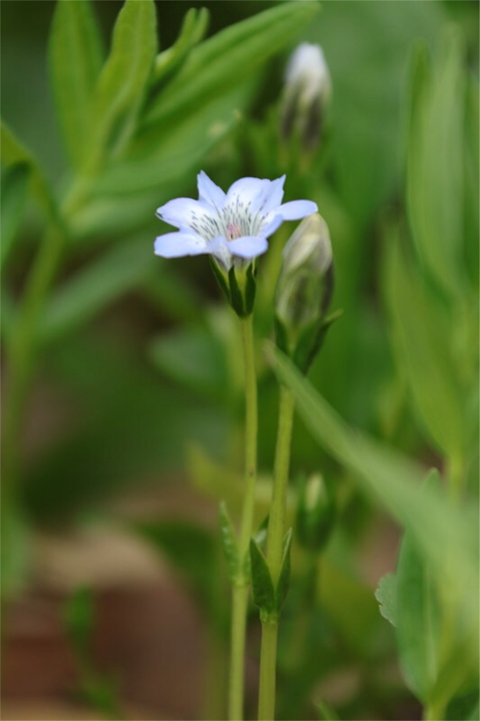 f:id:Jiroviolet:20180728212407j:image