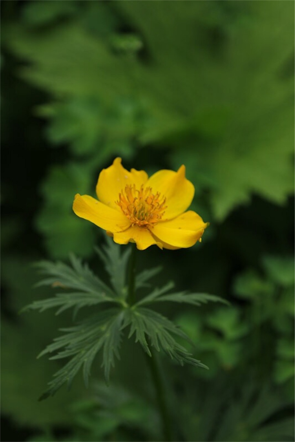 f:id:Jiroviolet:20180729194646j:image