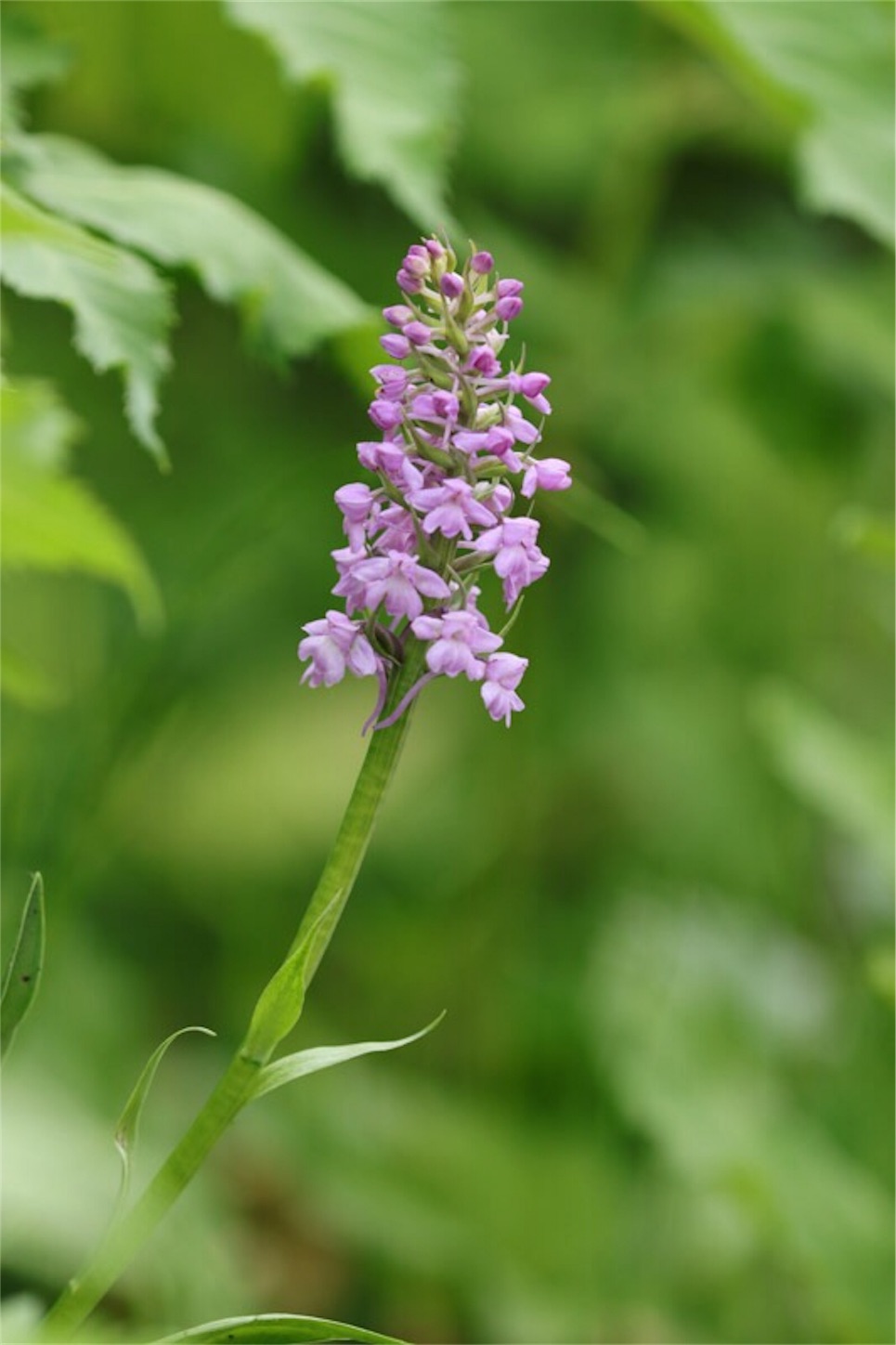 f:id:Jiroviolet:20180729195200j:image