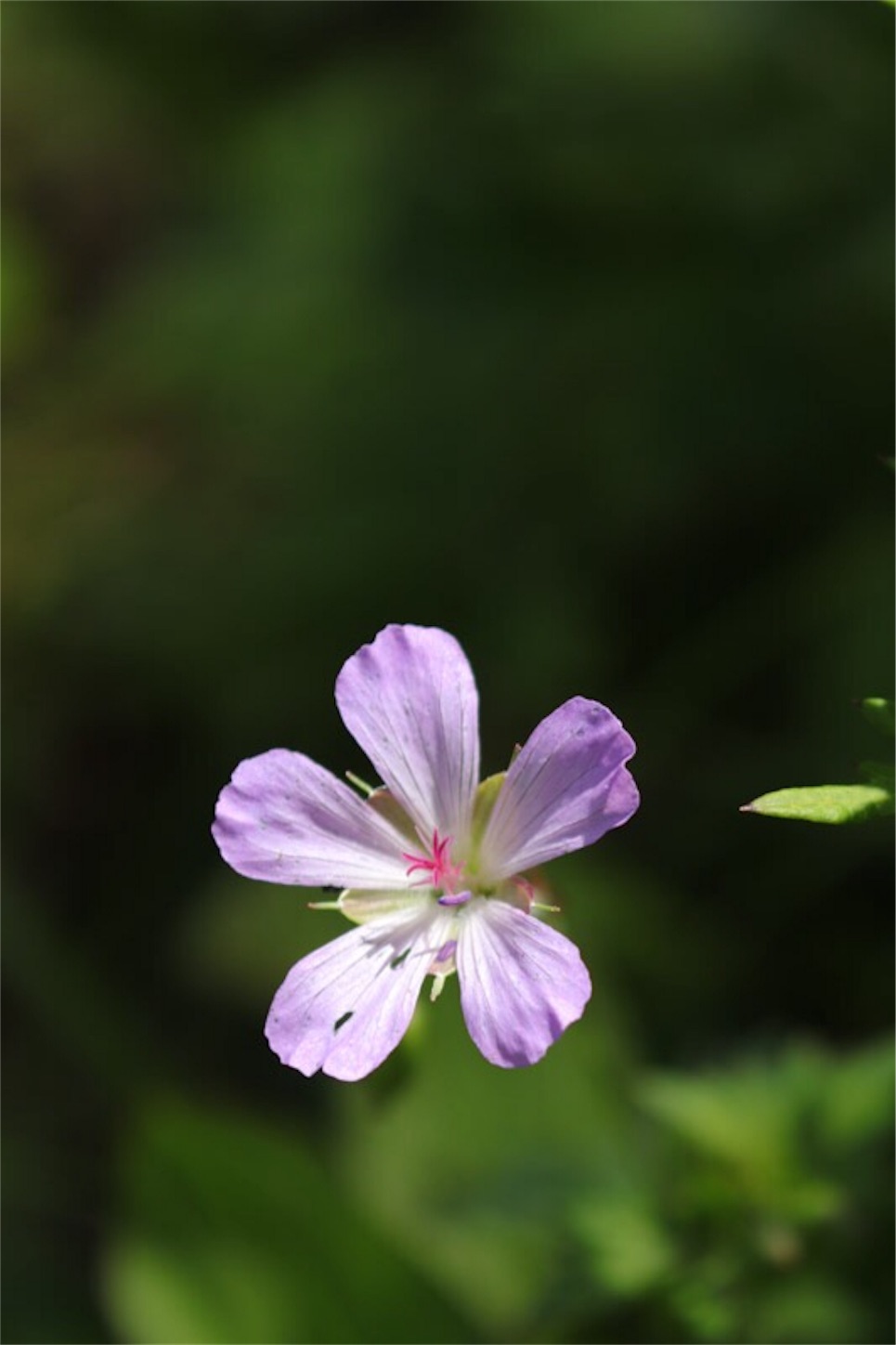 f:id:Jiroviolet:20180803211819j:image
