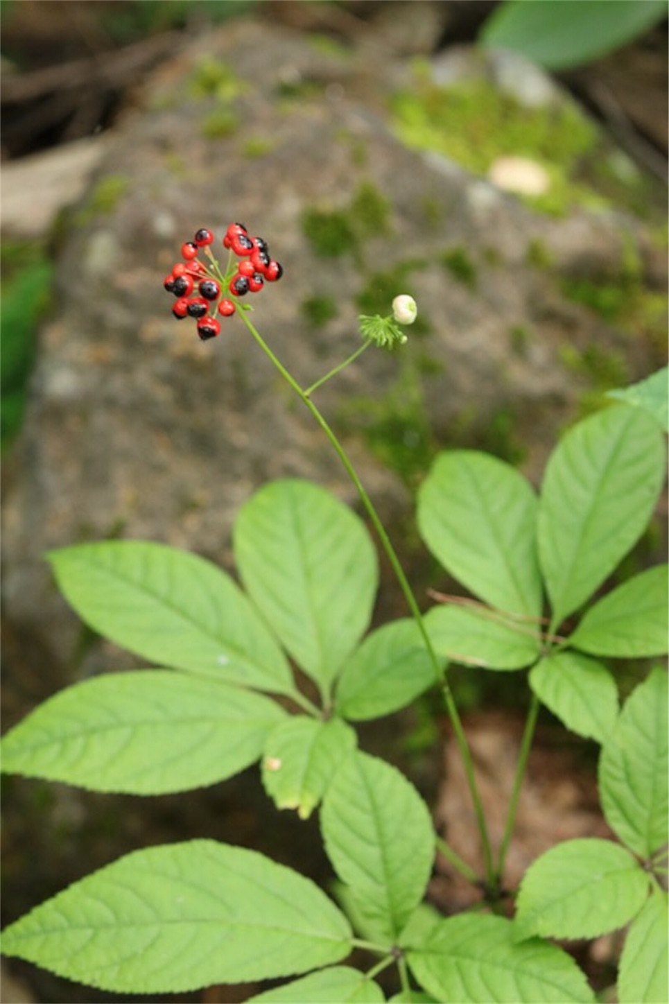 f:id:Jiroviolet:20180806174422j:image