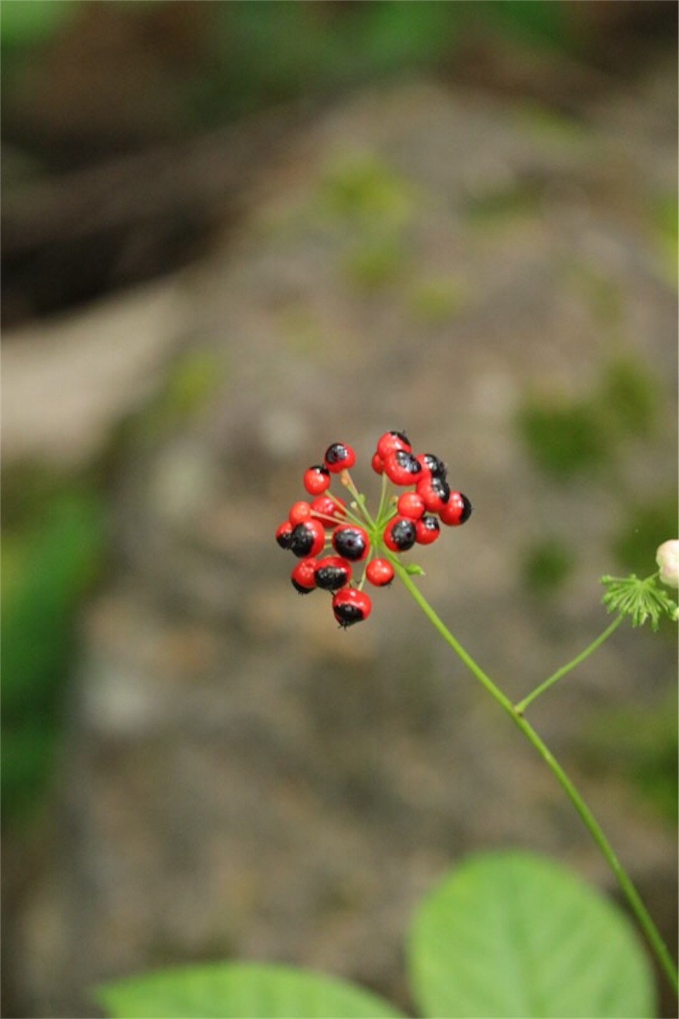 f:id:Jiroviolet:20180806174426j:image