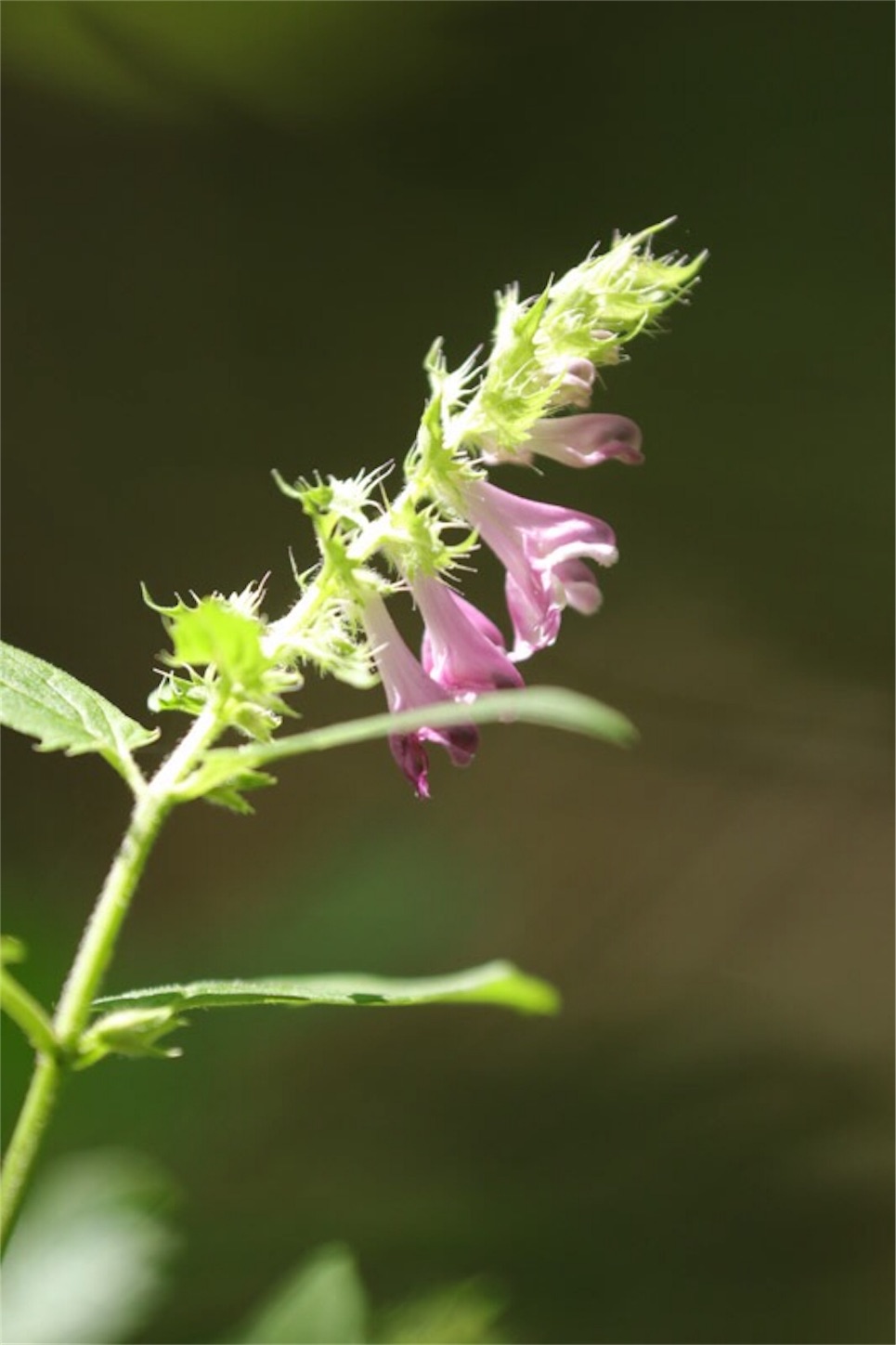 f:id:Jiroviolet:20180806180546j:image