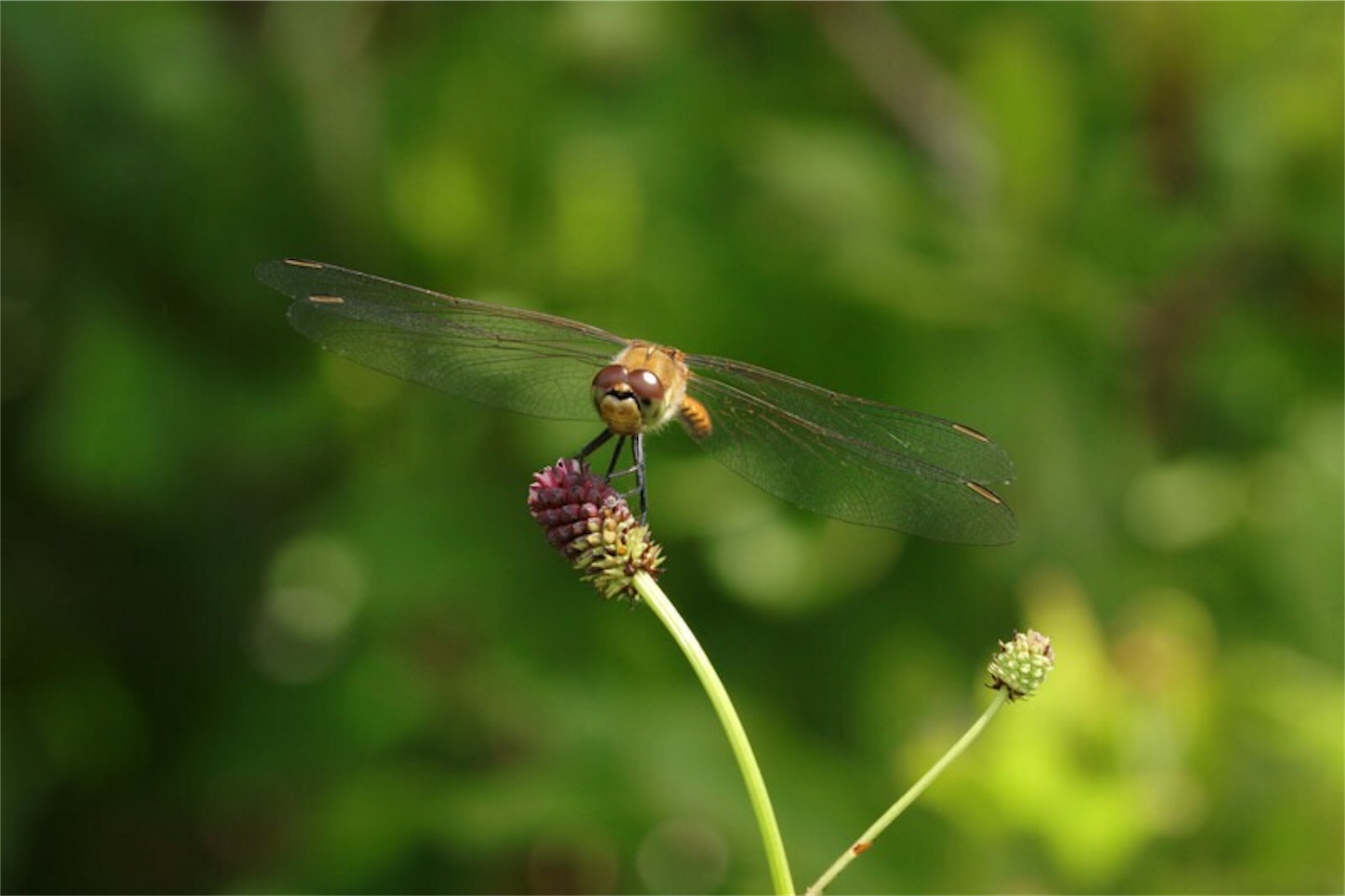 f:id:Jiroviolet:20180806203207j:image