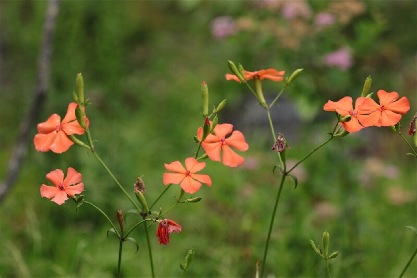 f:id:Jiroviolet:20180806205035j:image