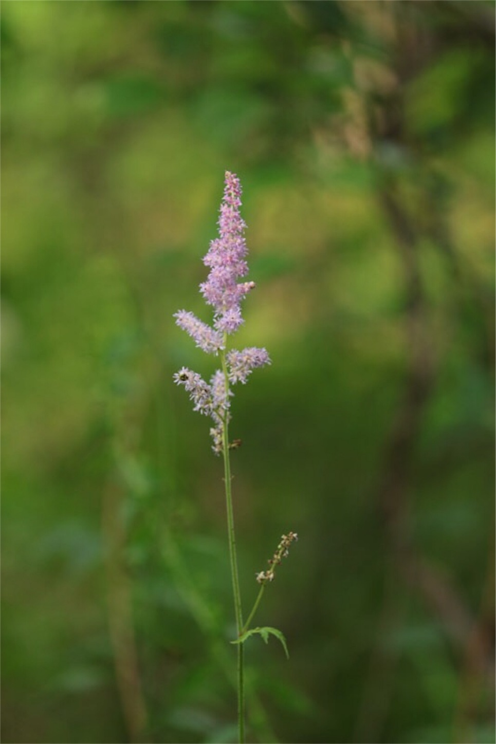 f:id:Jiroviolet:20180806211611j:image
