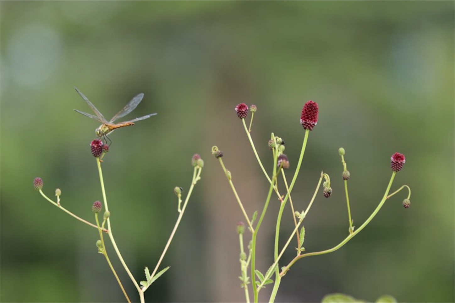 f:id:Jiroviolet:20180806212242j:image