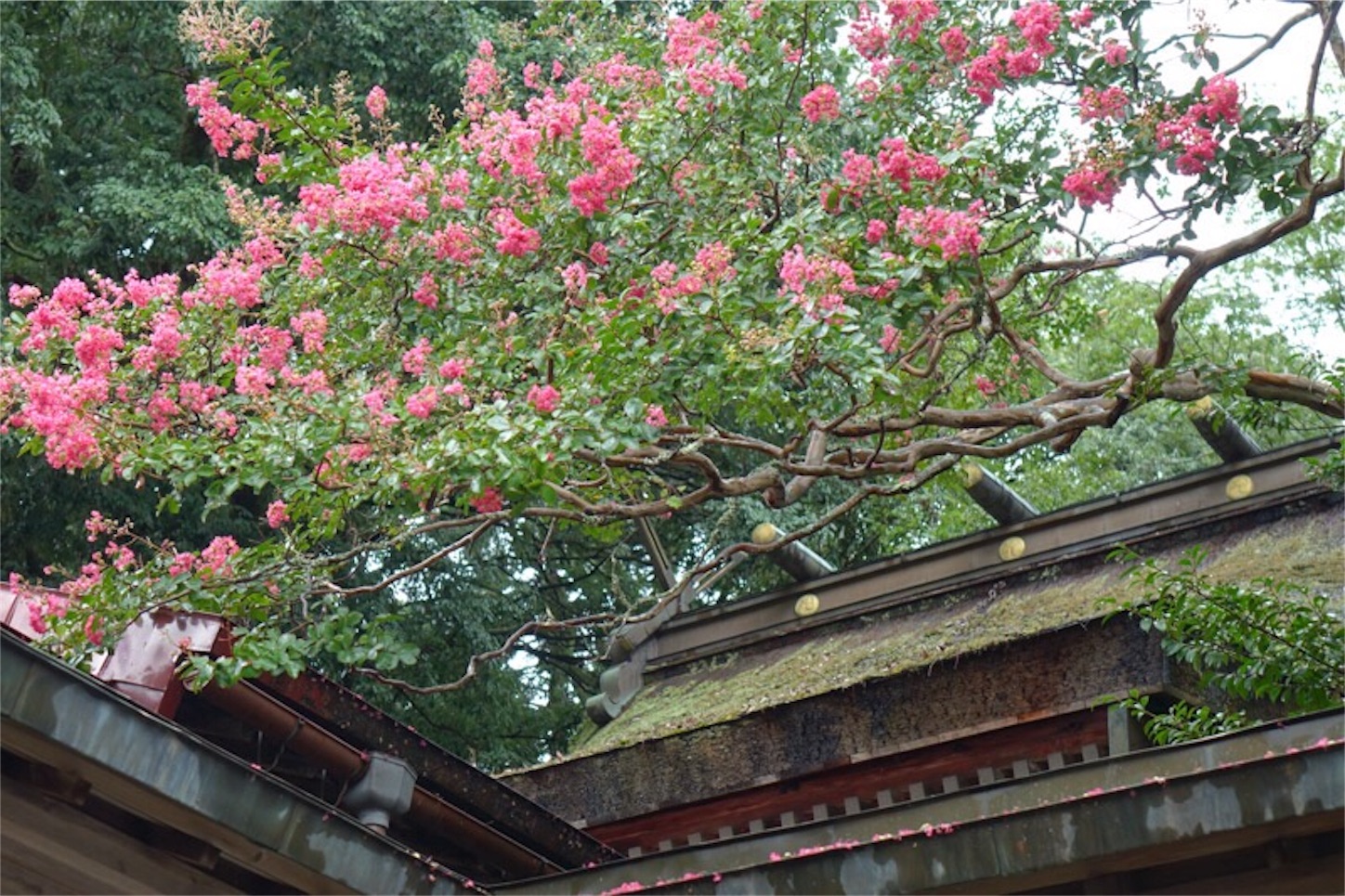 犬上川と大瀧神社 Indiansummer 四季の自然と植物