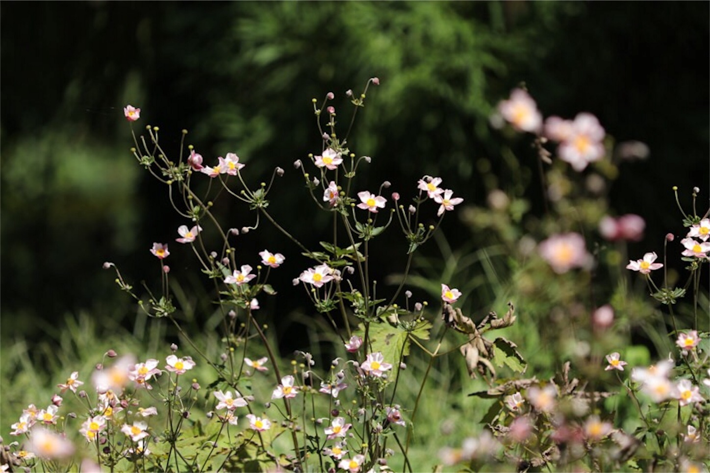 f:id:Jiroviolet:20180921172324j:image