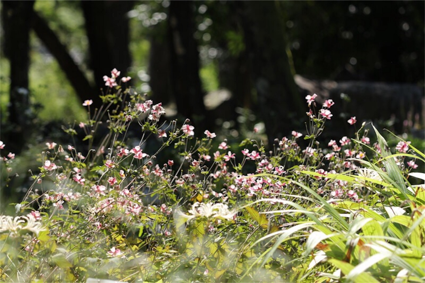 f:id:Jiroviolet:20180921173757j:image