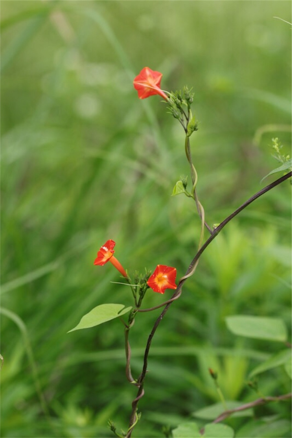 秋の野草 Indiansummer 四季の自然と植物