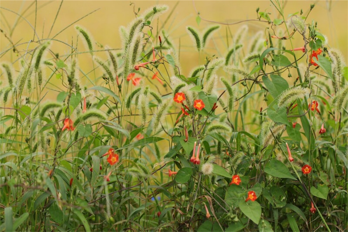 f:id:Jiroviolet:20180927182756j:image