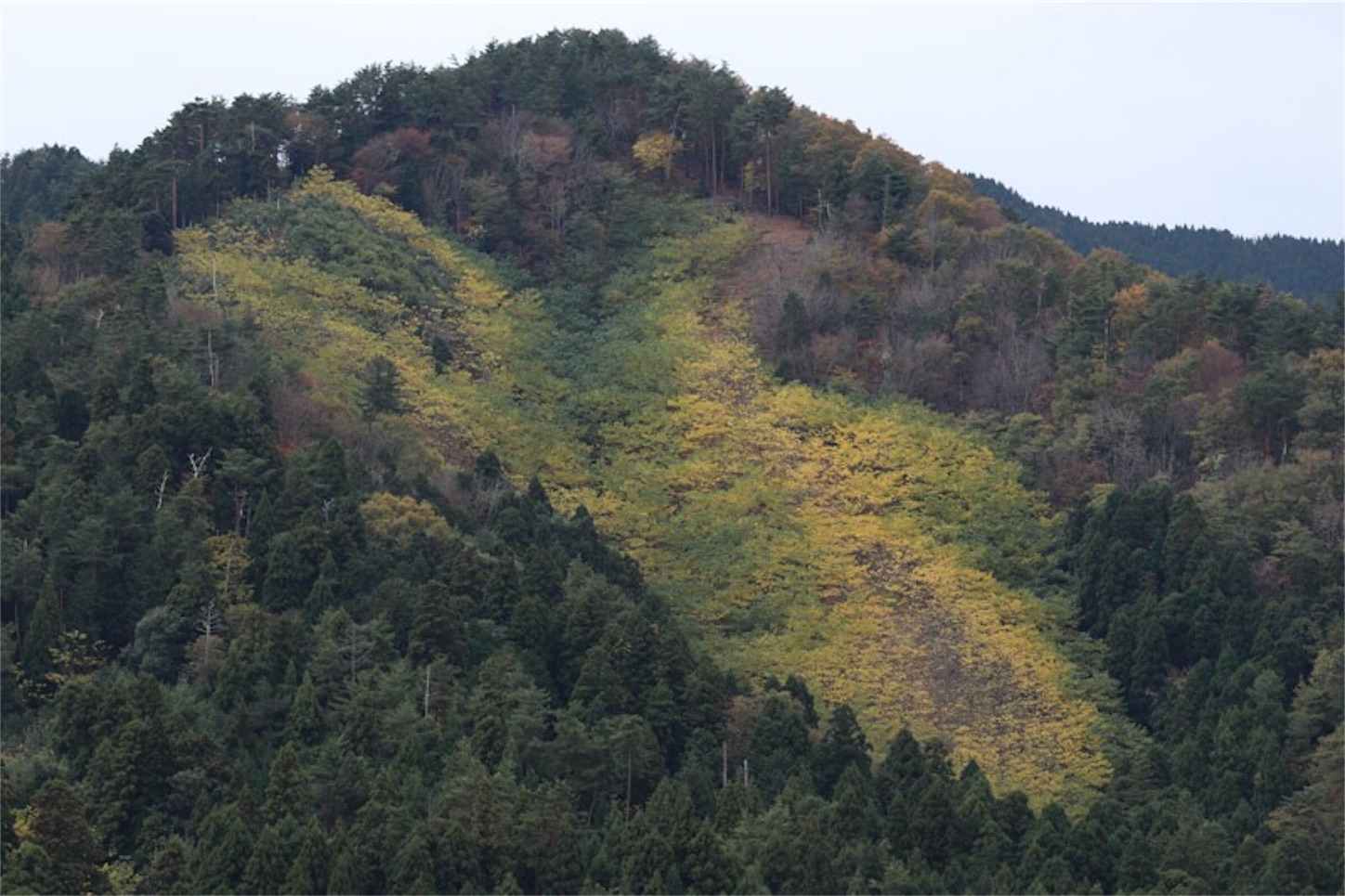 f:id:Jiroviolet:20181120225231j:image