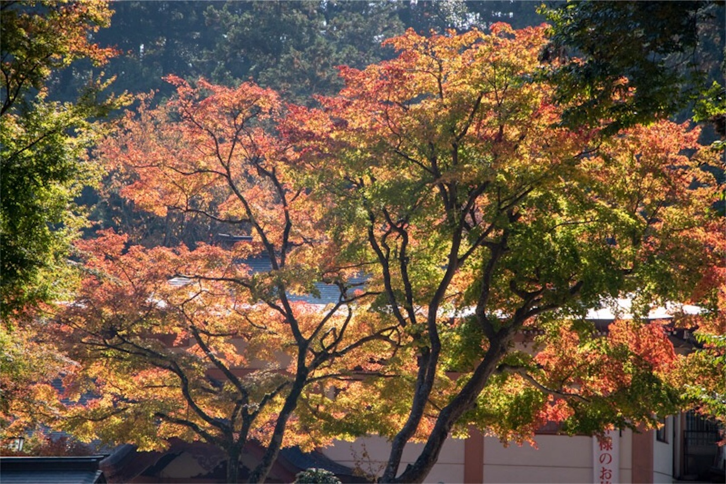 f:id:Jiroviolet:20181201122707j:image