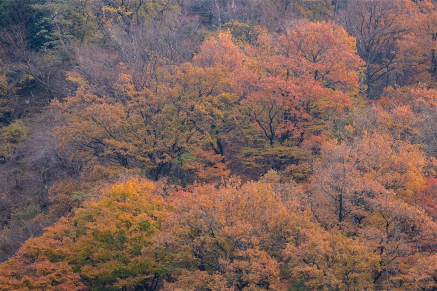 f:id:Jiroviolet:20181210194532j:image