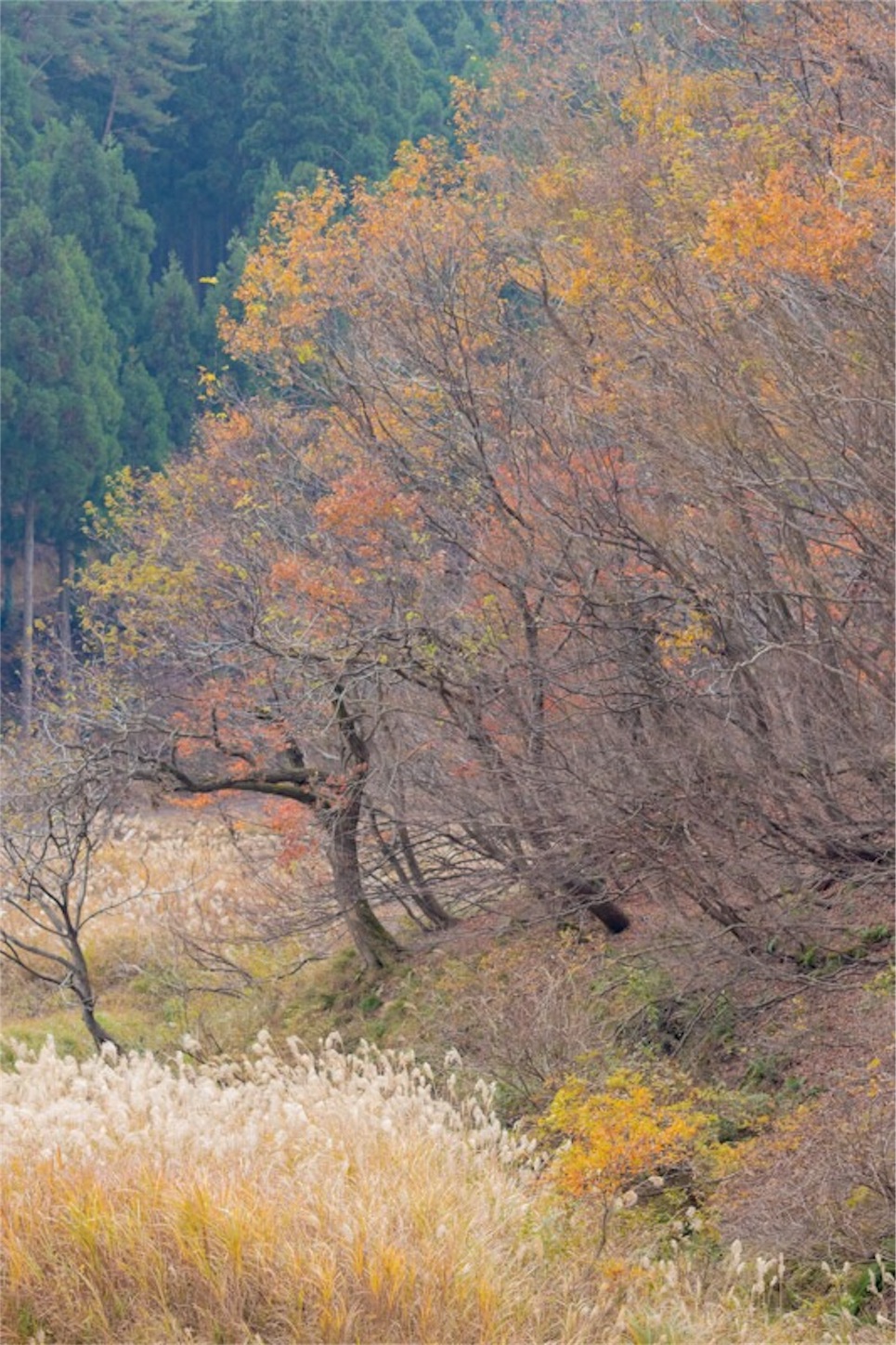 f:id:Jiroviolet:20181210194634j:image