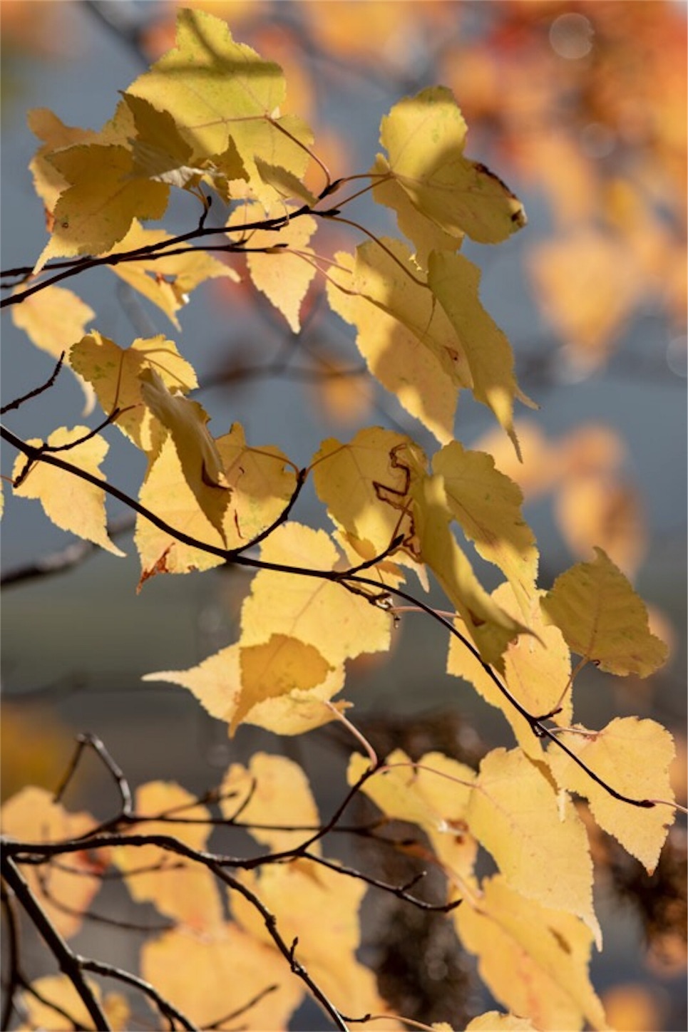 f:id:Jiroviolet:20181211081632j:image