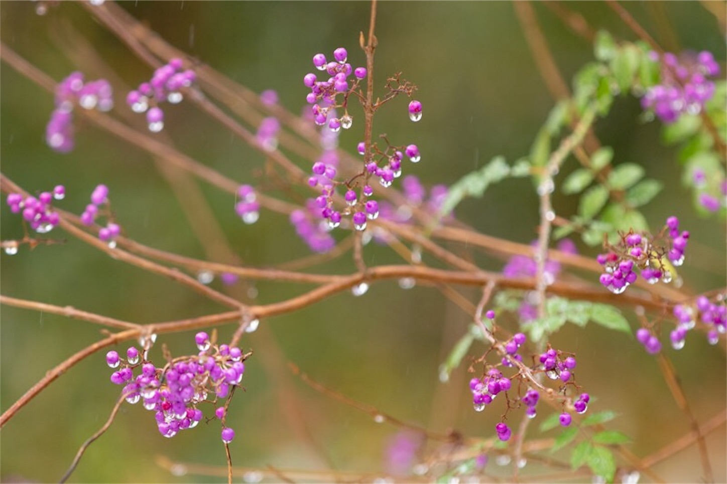 f:id:Jiroviolet:20181211215505j:image
