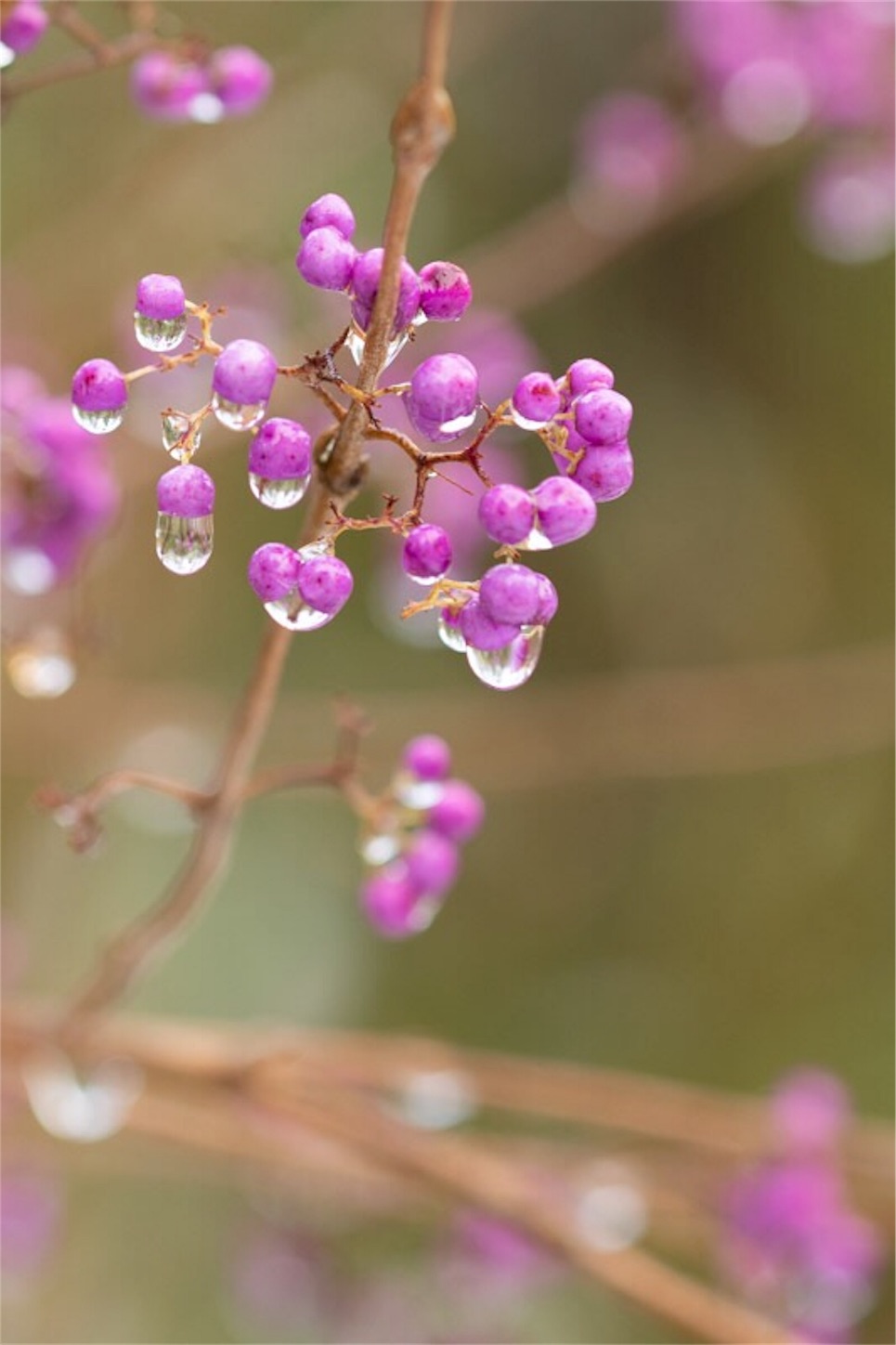 f:id:Jiroviolet:20181211215520j:image