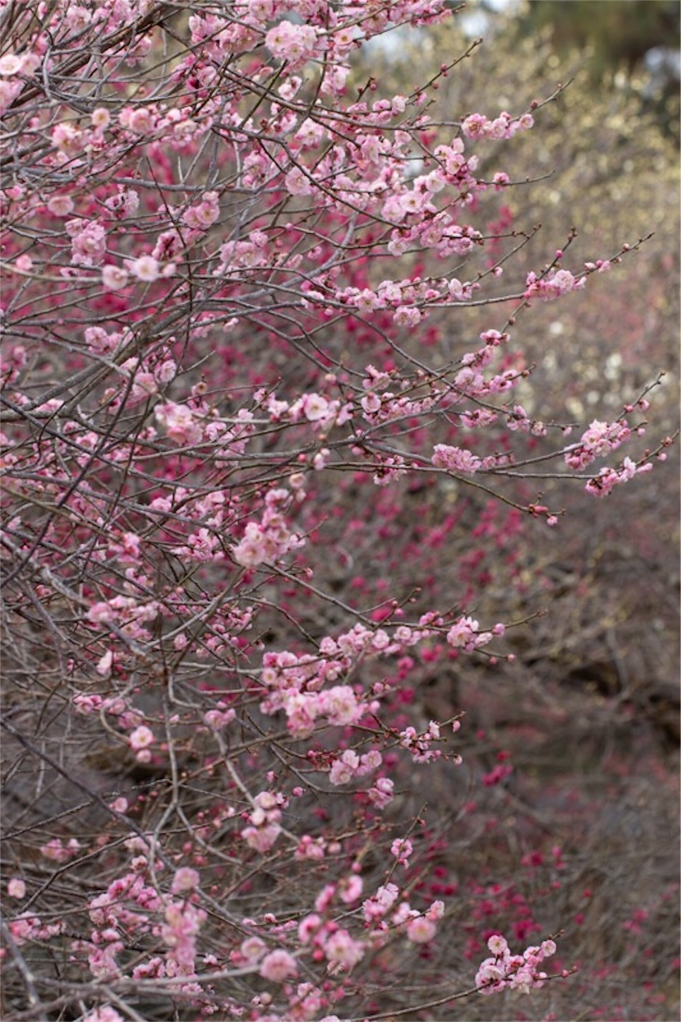 f:id:Jiroviolet:20190226112217j:image