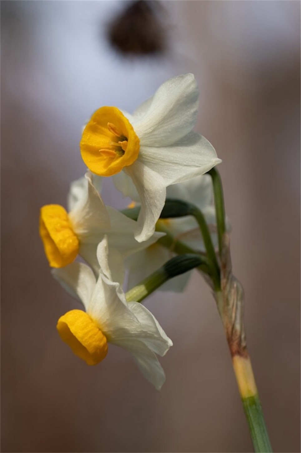 f:id:Jiroviolet:20190226112221j:image