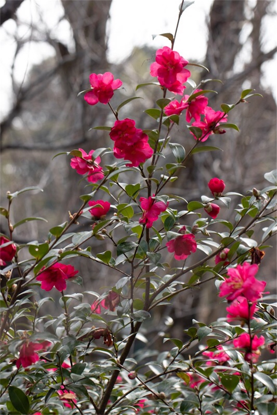 f:id:Jiroviolet:20190226112230j:image