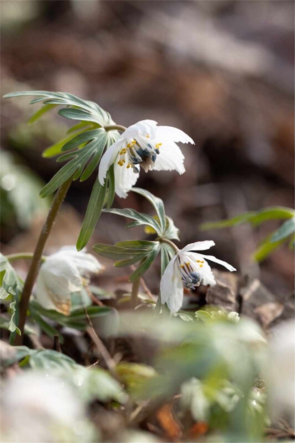 f:id:Jiroviolet:20190226113217j:image