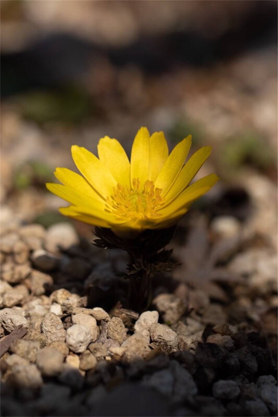 f:id:Jiroviolet:20190226113233j:image