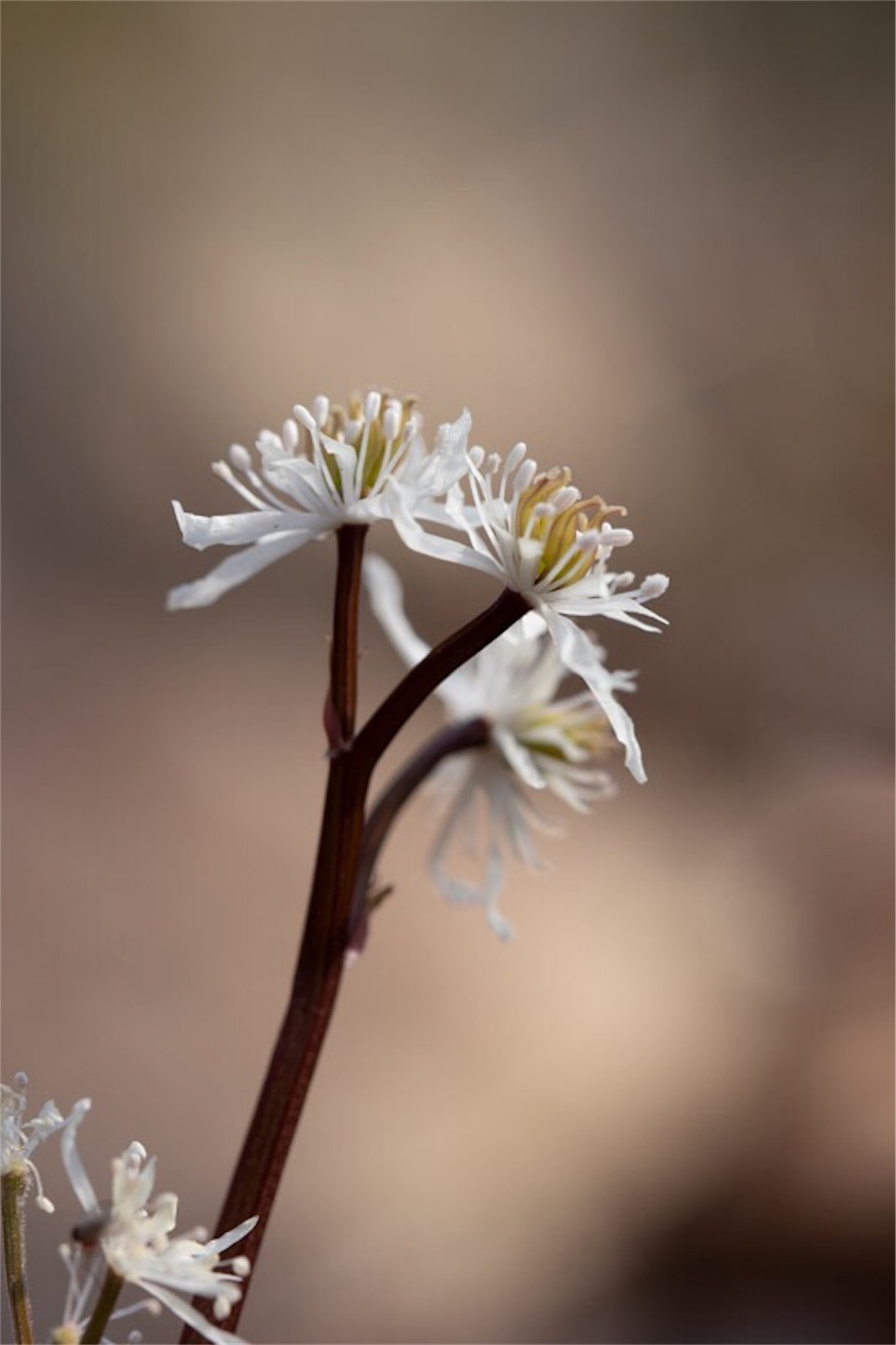 f:id:Jiroviolet:20190226114035j:image