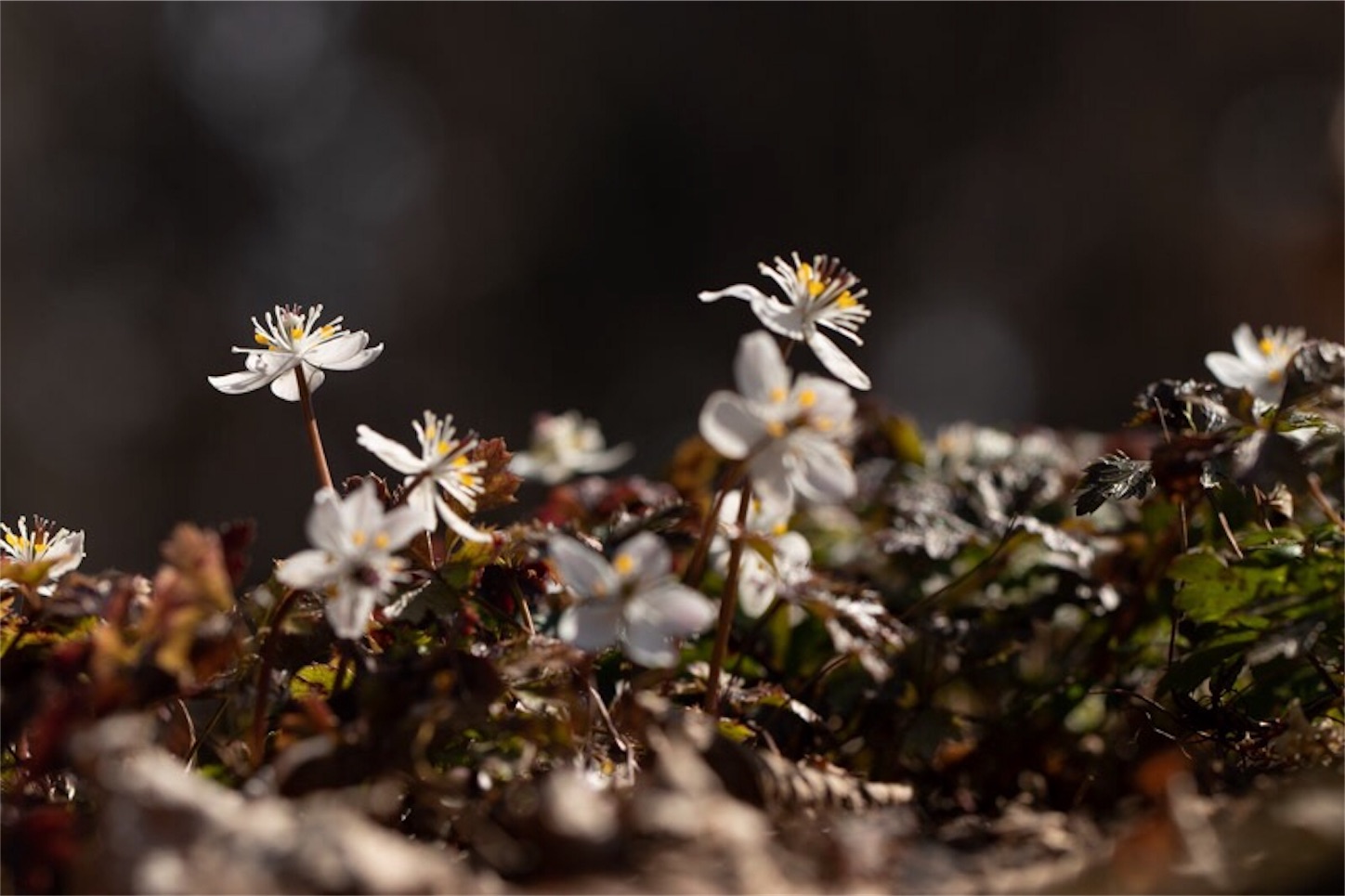 f:id:Jiroviolet:20190226114040j:image