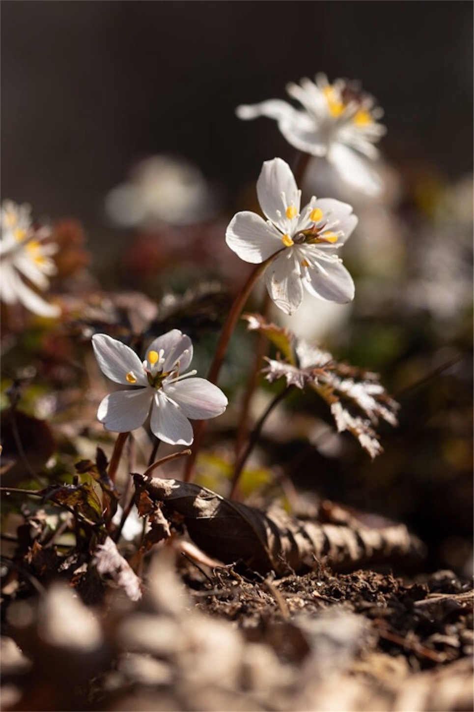 f:id:Jiroviolet:20190226114045j:image