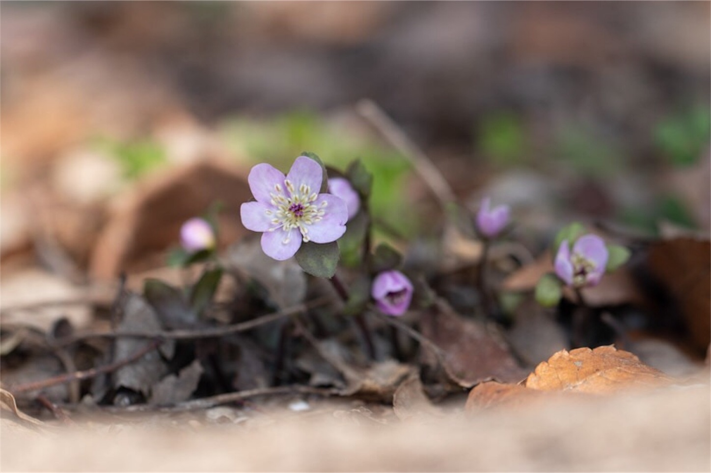 f:id:Jiroviolet:20190226114342j:image