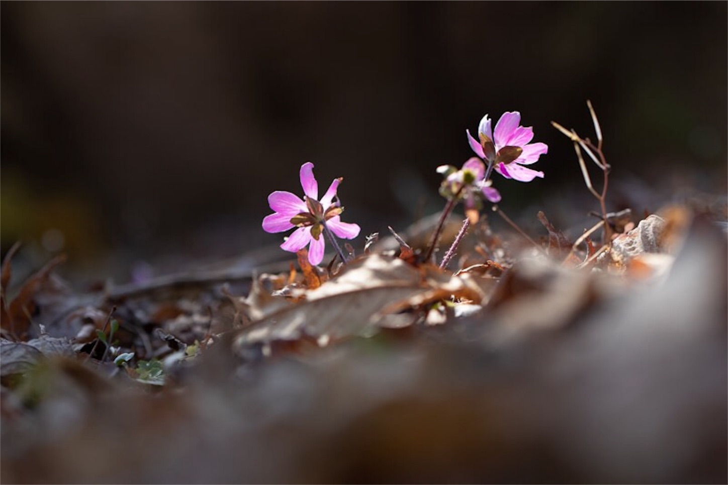 f:id:Jiroviolet:20190226114347j:image