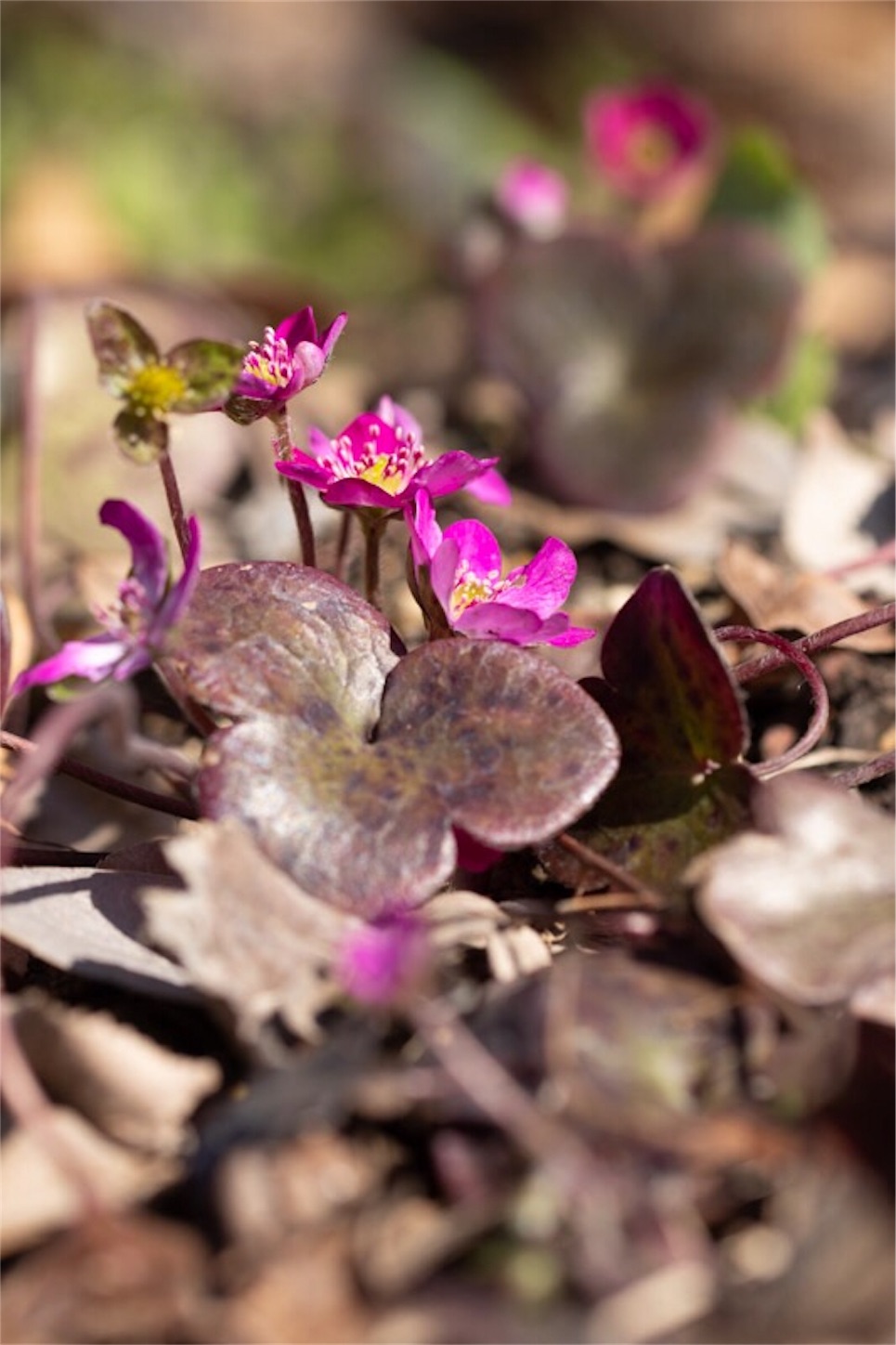 f:id:Jiroviolet:20190226114350j:image