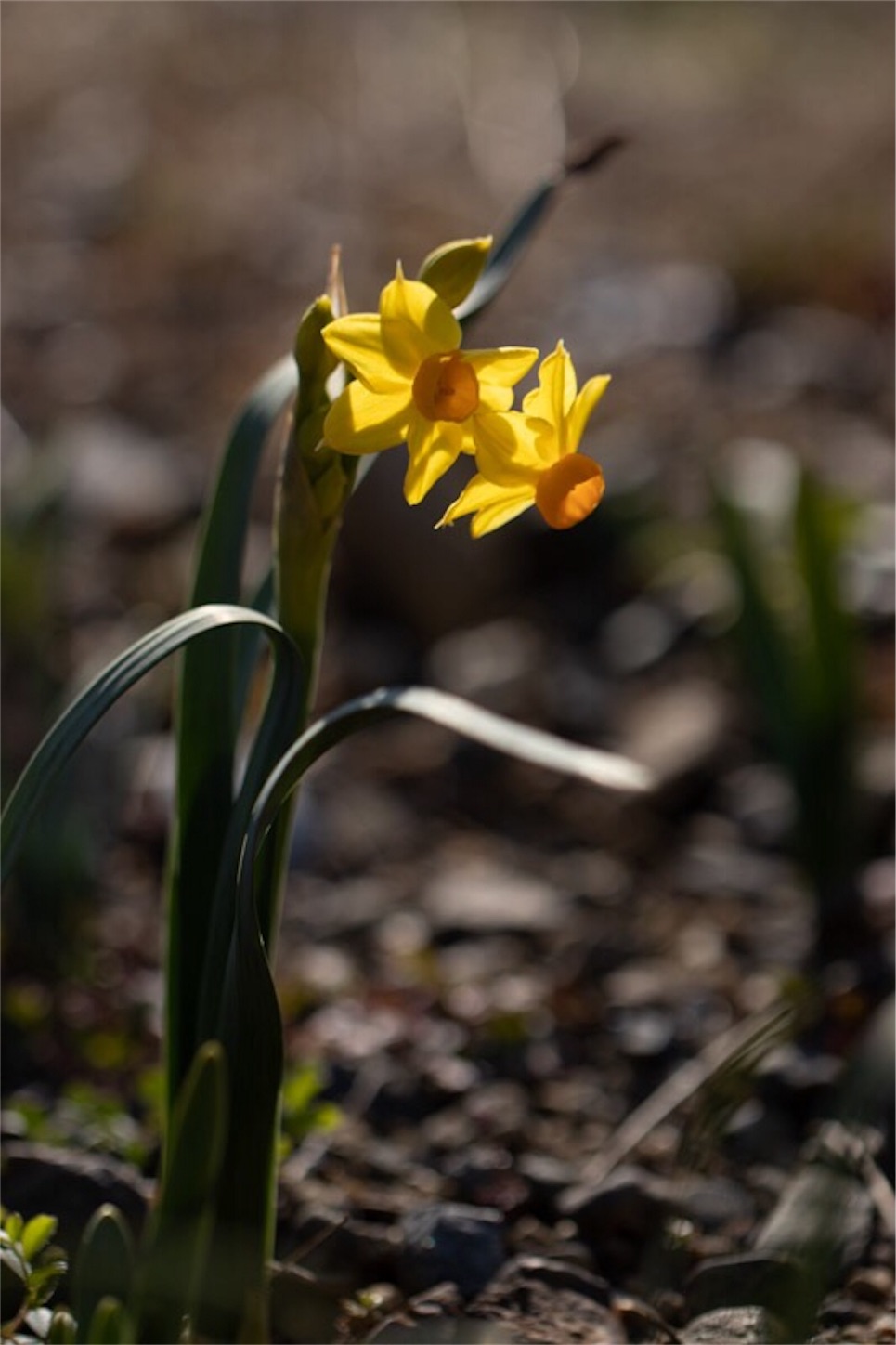 f:id:Jiroviolet:20190226114601j:image