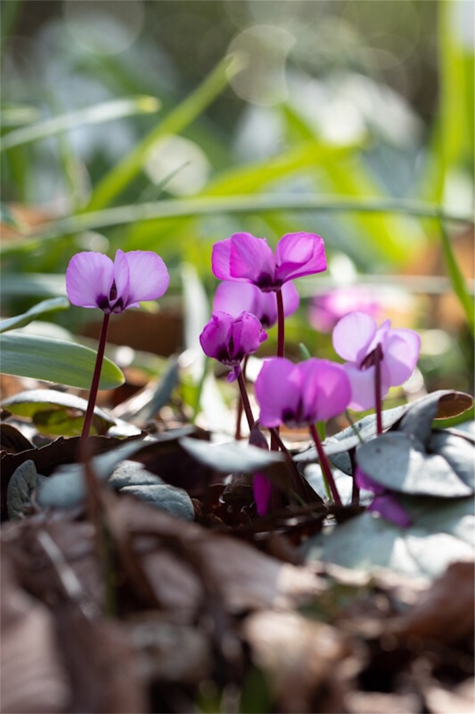 f:id:Jiroviolet:20190226114612j:image