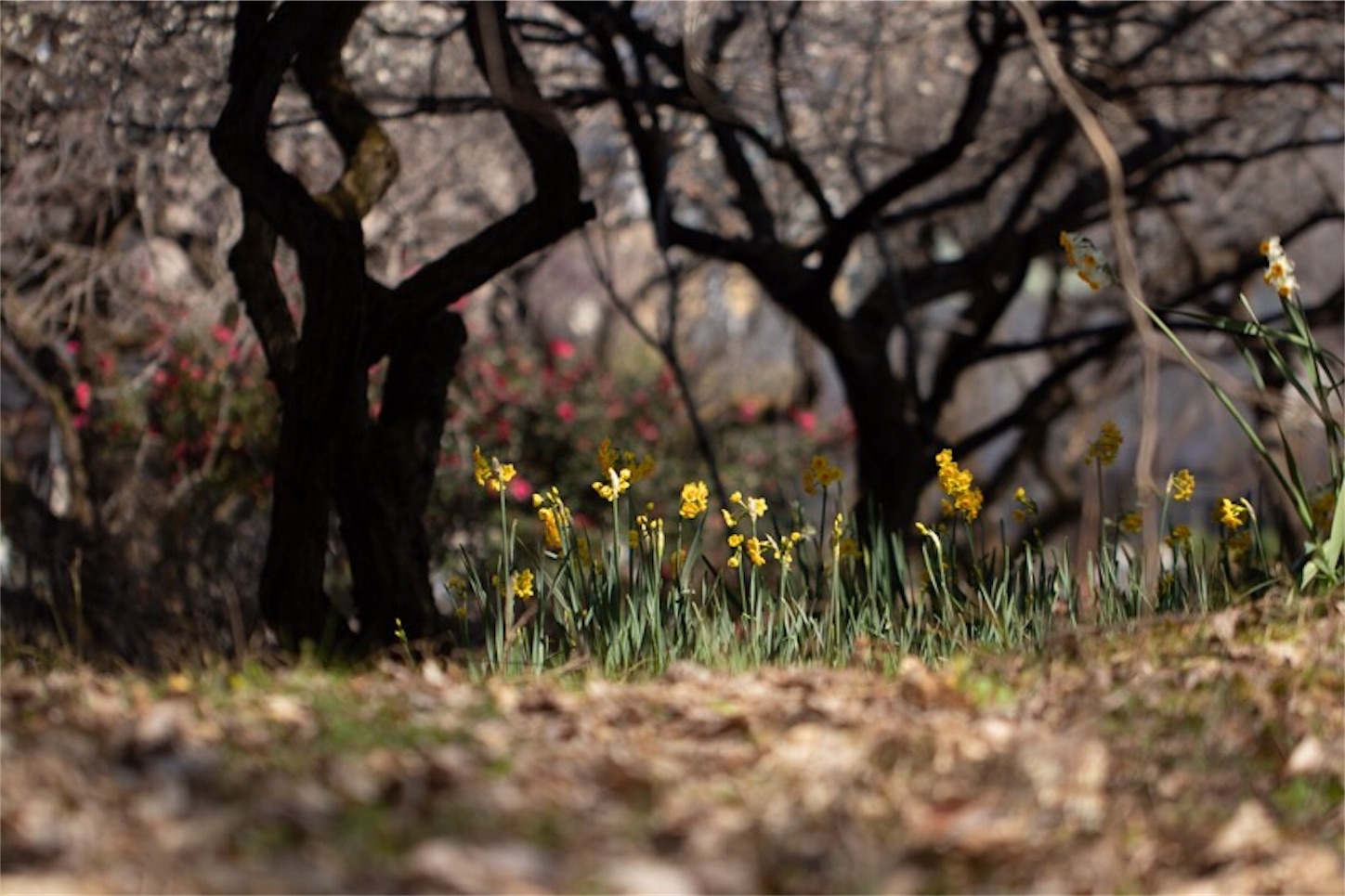 f:id:Jiroviolet:20190226114617j:image