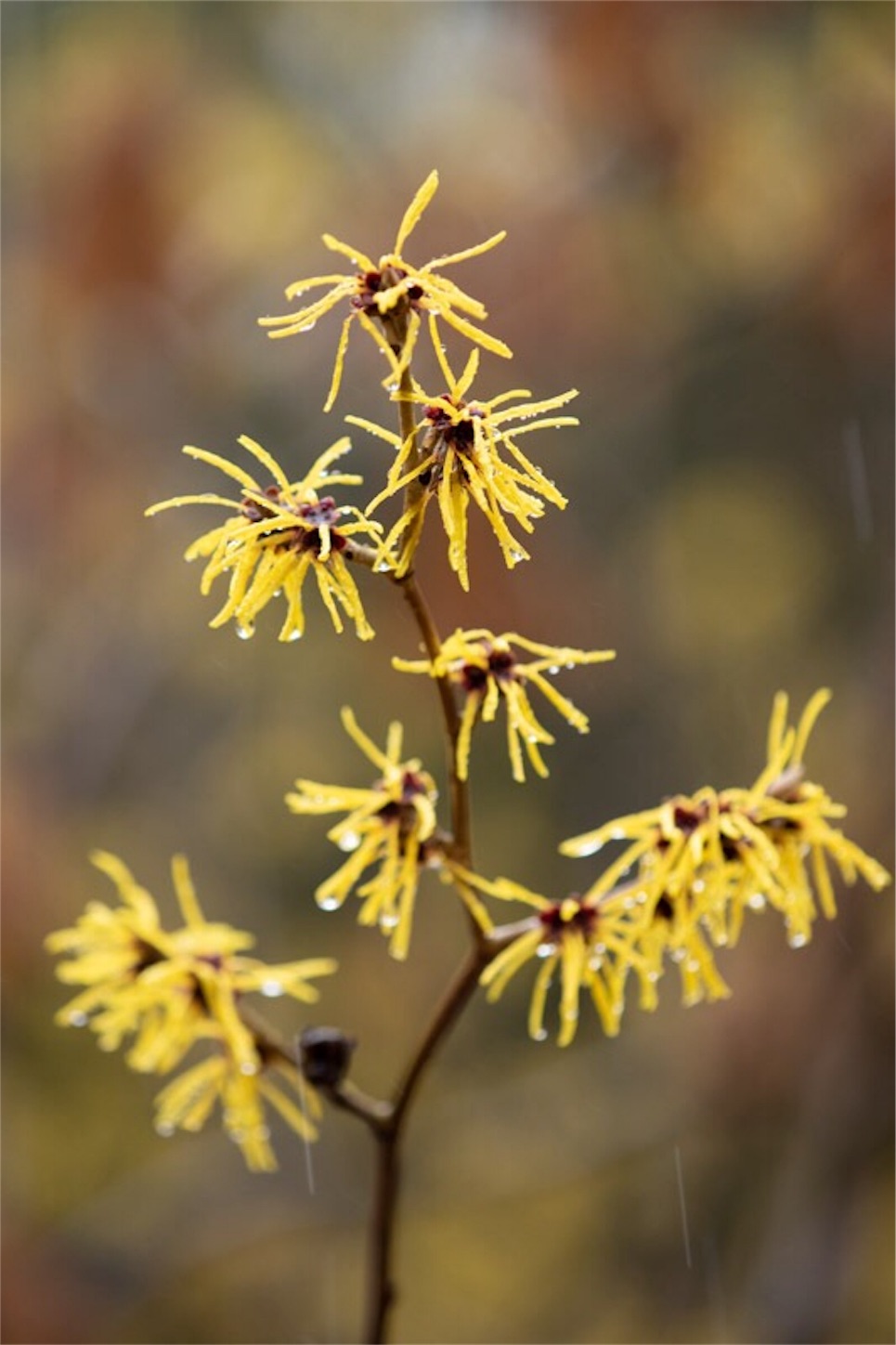 f:id:Jiroviolet:20190228154748j:image
