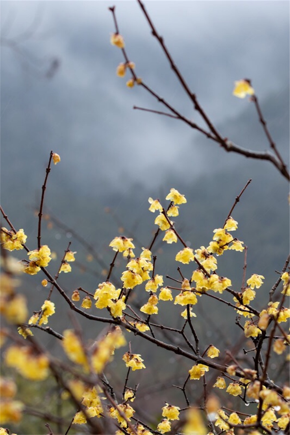 f:id:Jiroviolet:20190228154819j:image