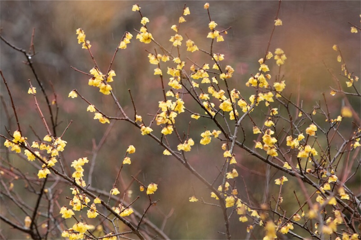 f:id:Jiroviolet:20190228154829j:image
