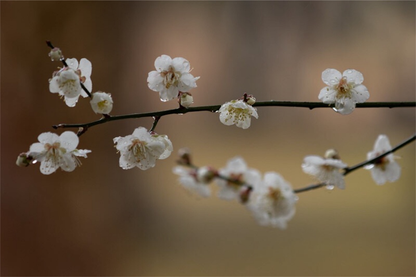 f:id:Jiroviolet:20190228154845j:image