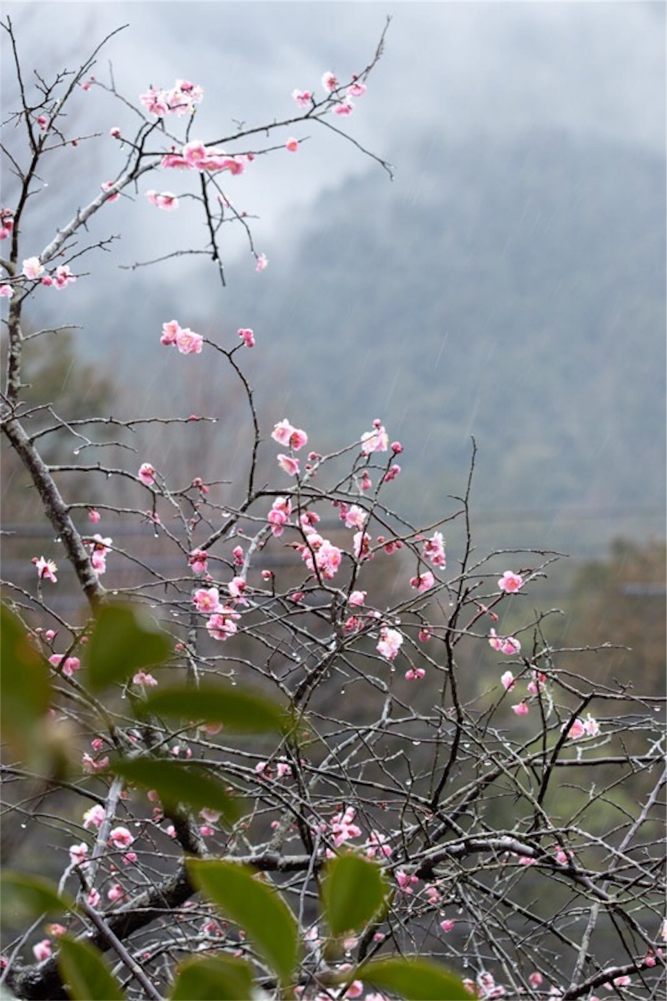 f:id:Jiroviolet:20190228154854j:image