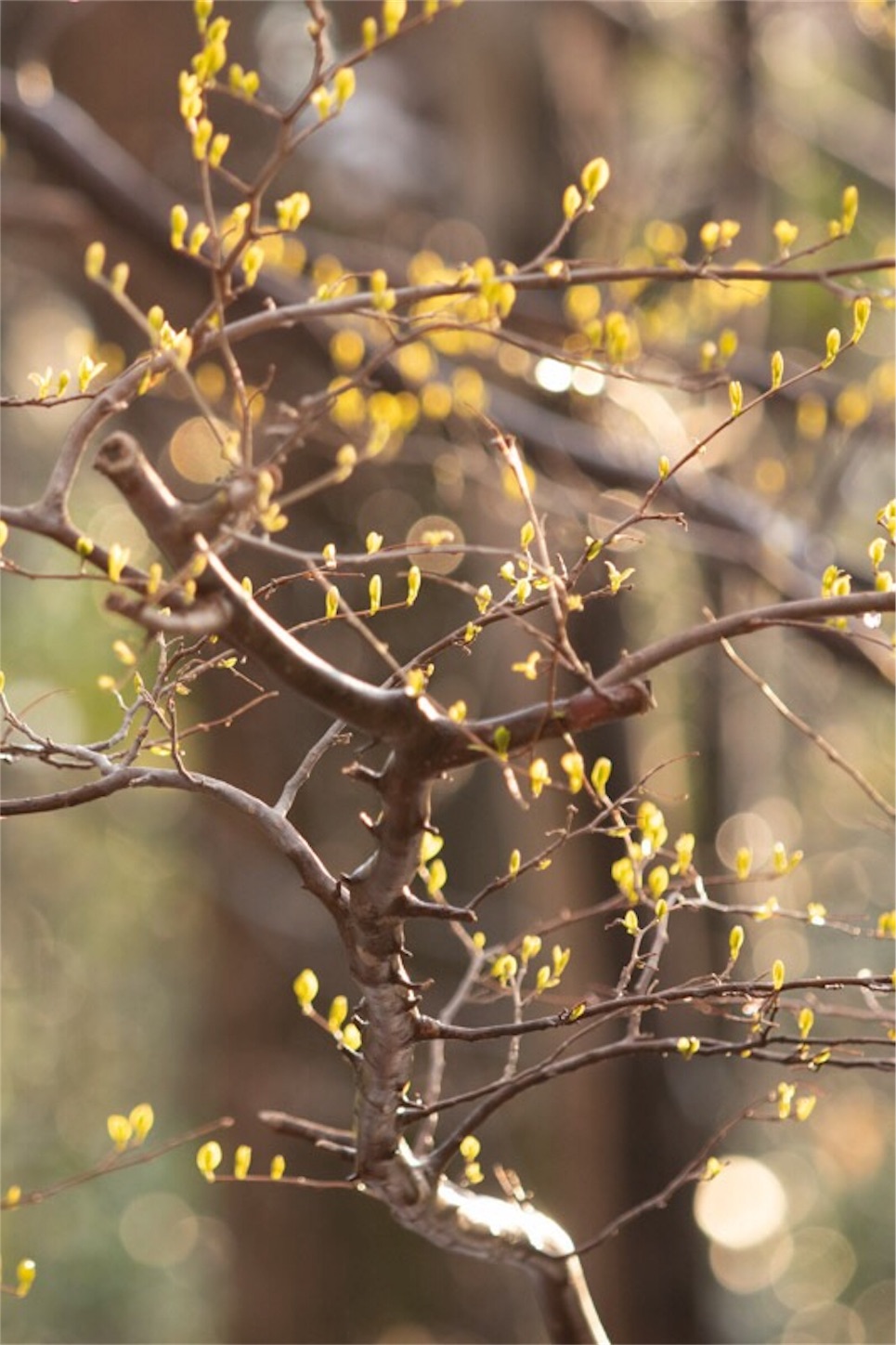 f:id:Jiroviolet:20190403231741j:image